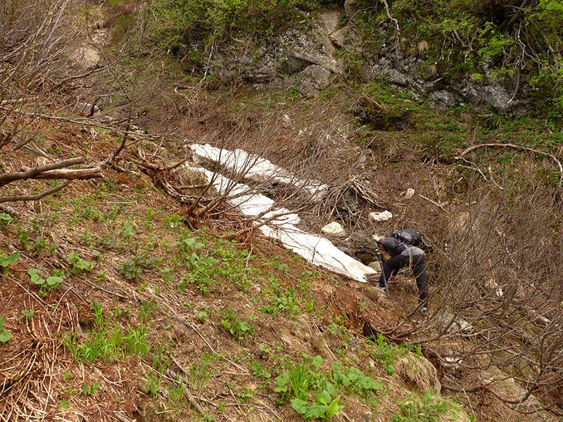 Lamproderma, forse ovoideoechinulatum